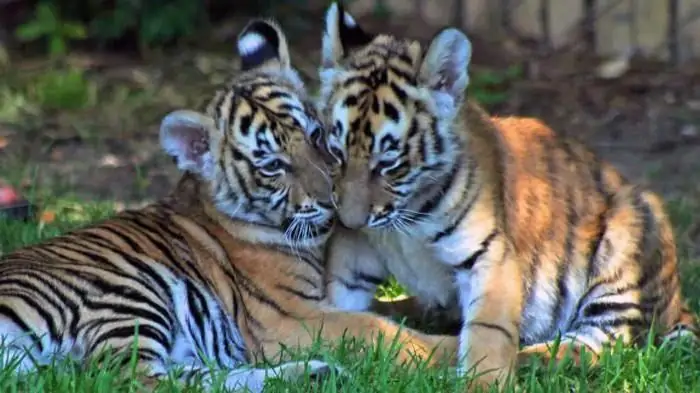 pequeño cachorro de tigre