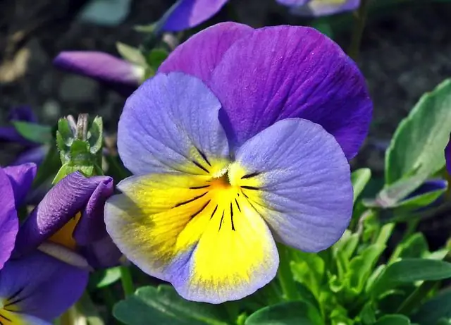 pansies necə çəkmək olar