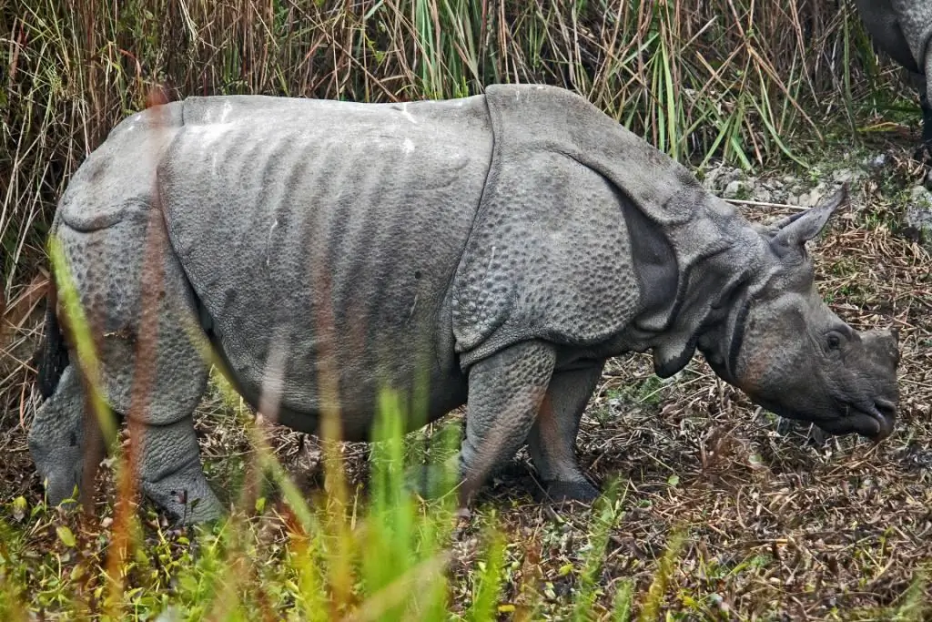 rhinocéros indien