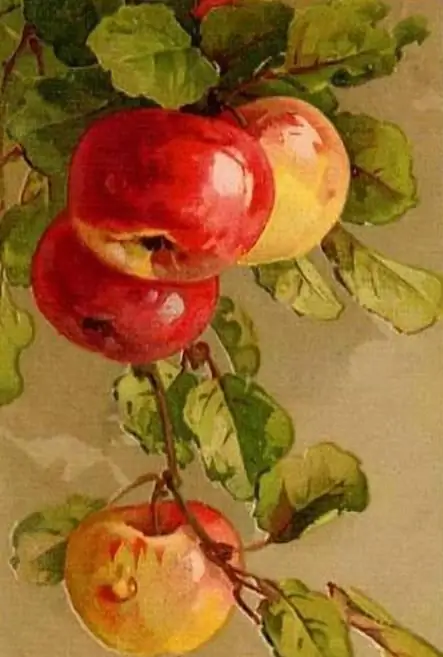 Still life "Apples" with various objects