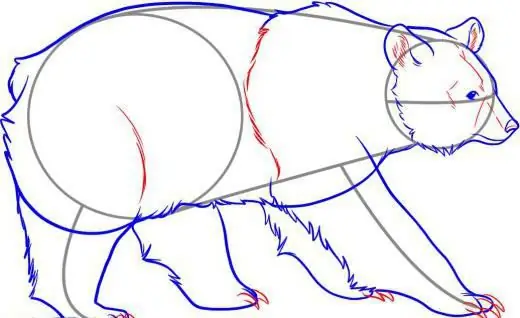 come disegnare un orso passo dopo passo