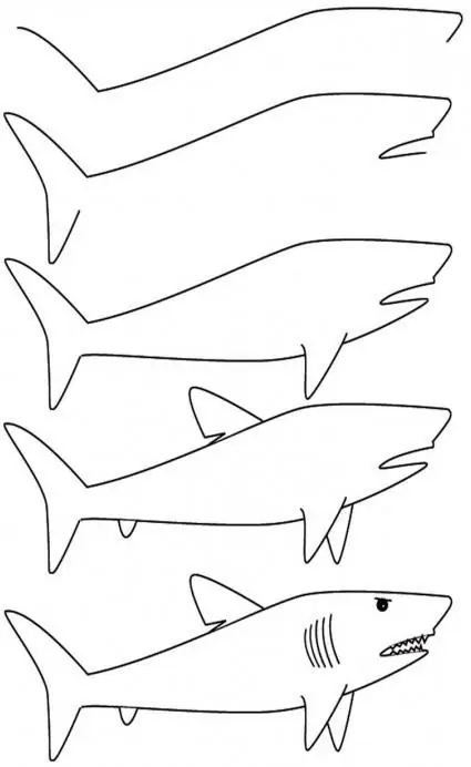 how to draw a shark step by step