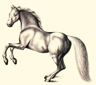 how to draw a beautiful horse