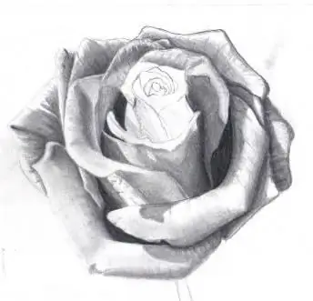 how to draw a rose with pencils and smooth the borders