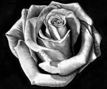 how to draw a rose with pencils