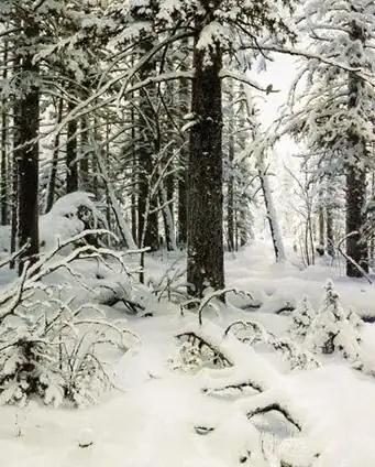 Mga obra maestra ng mga pintor ng Russia: paglalarawan ng pagpipinta ni Shishkin na "Winter"