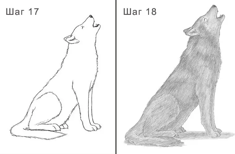 How to draw a wolf for a child 17-18