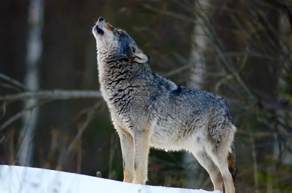 Hoe teken je een wolf voor een kind met een potlood