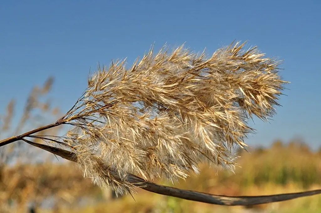 inflorescencia de caña esponjosa en otoño