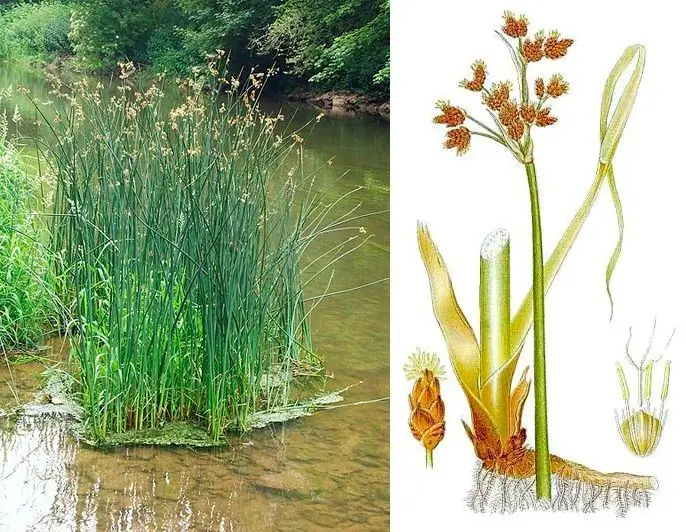 planta en la naturaleza y en la imagen