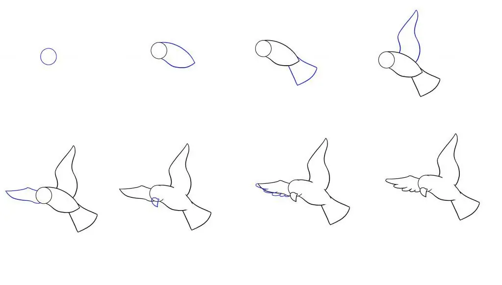 Stages of drawing a bird