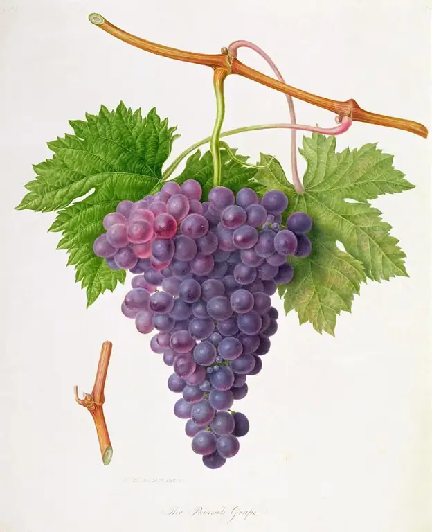 Bunch of grapes