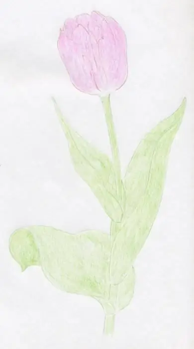 cómo dibujar un tulipán