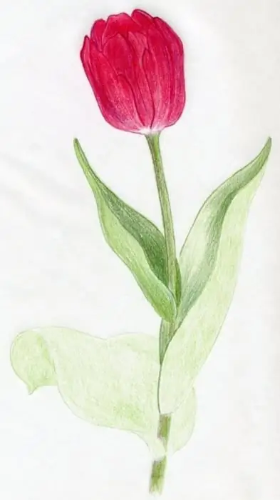 cara melukis bunga tulip