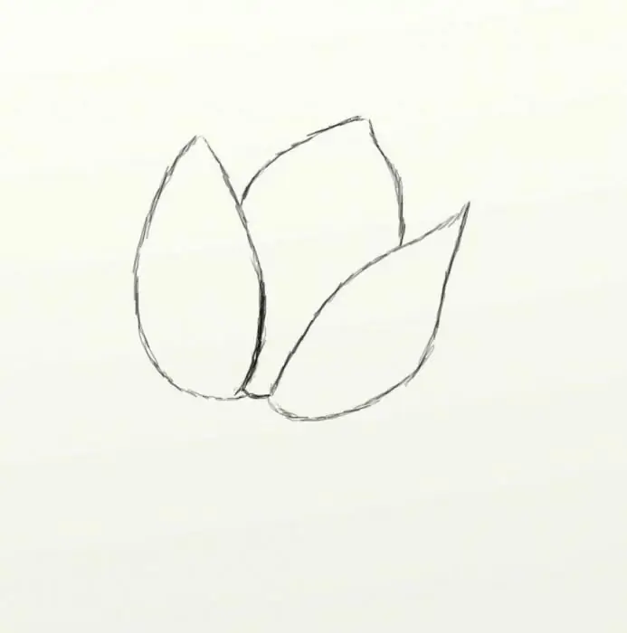 comment dessiner une tulipe