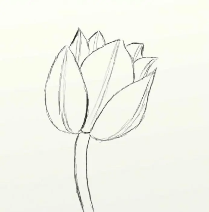 como desenhar uma tulipa