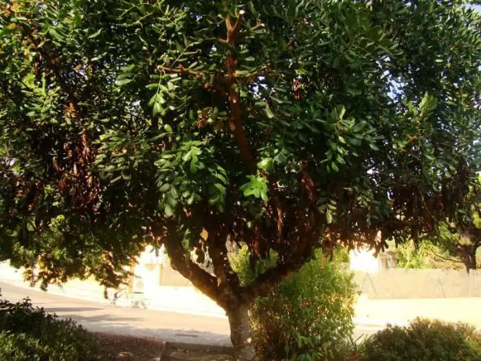 ציור מאת ליאונרדו דה וינצ'י "הערצת הקוסמים": תיאור הציור