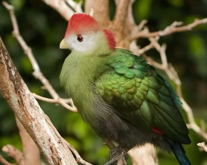 Vần cho từ "I will", cũng như "book" và "bird"