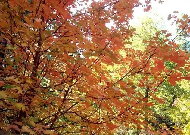 hoe teken je een herfstlandschap