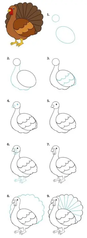 Step by step drawing of a turkey