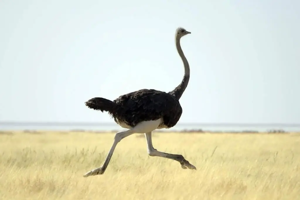 foto burung unta