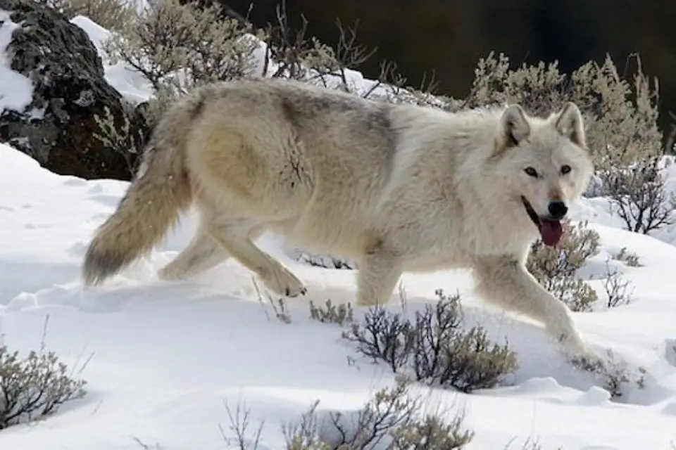 Lobo na neve