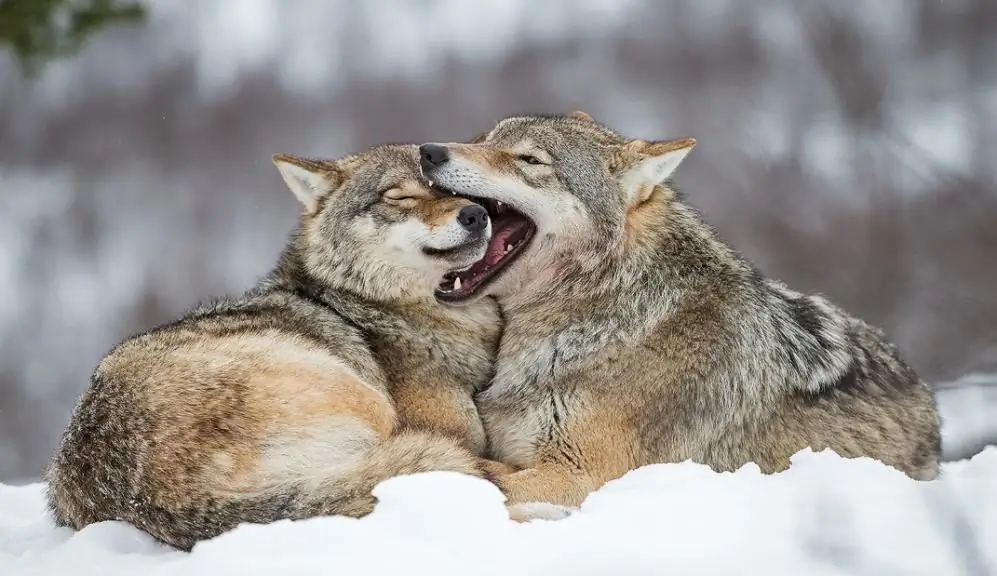 Wolves in life