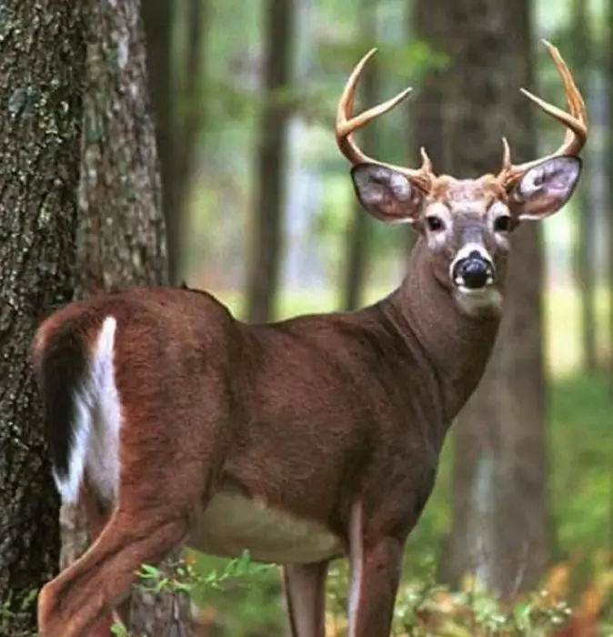 "Rusa Hutan" yang terkenal, atau Bagaimana harimau kumbang bertukar menjadi lelaki bertanduk yang tampan