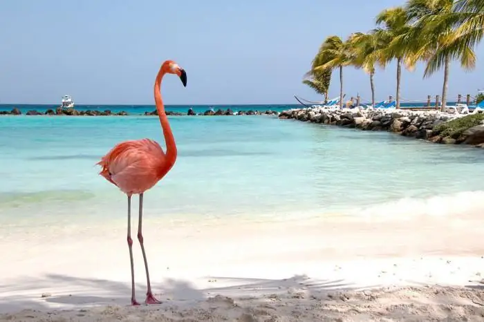 Cum să desenezi un flamingo - un miracol roz al naturii: un ghid pas cu pas