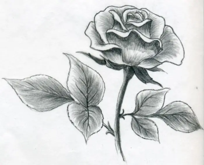 Come imparare a disegnare una rosa con una matita