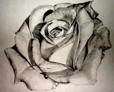 Come disegnare una rosa con una matita