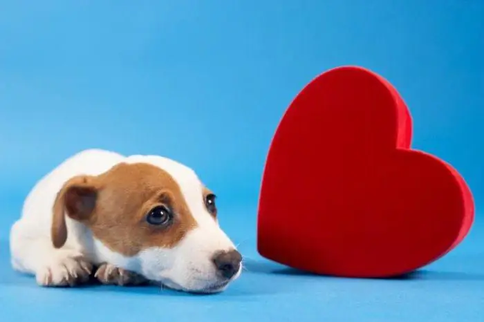 Quali sono i problemi nella storia "Cuore di cane"