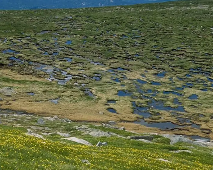 How to draw the tundra, its flora and fauna