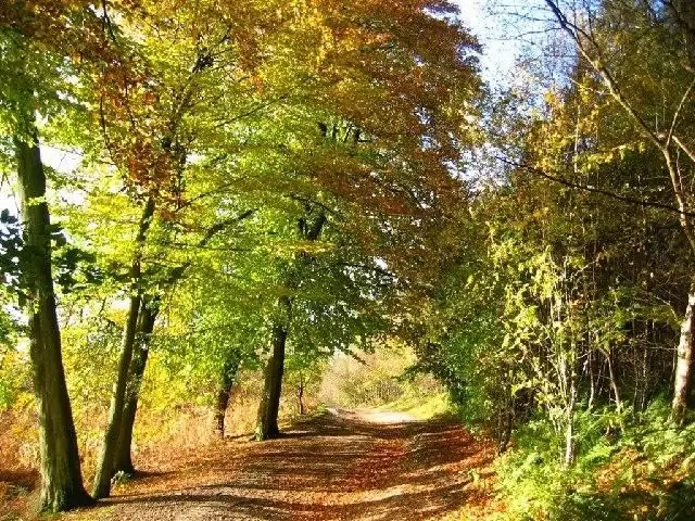 Für einen Anfänger: wie man einen Herbstwald zeichnet